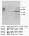 Cullin 4B antibody, AP23317PU-N, Origene, Western Blot image 