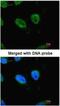 RB Binding Protein 4, Chromatin Remodeling Factor antibody, NB500-123, Novus Biologicals, Immunocytochemistry image 