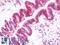 Glutathione S-Transferase Theta 1 antibody, LS-B10781, Lifespan Biosciences, Immunohistochemistry frozen image 