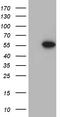 Forkhead Box N2 antibody, CF812353, Origene, Western Blot image 