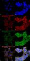 Dibromotyrosine antibody, MA5-27558, Invitrogen Antibodies, Immunofluorescence image 