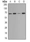 Deltex E3 Ubiquitin Ligase 2 antibody, orb341292, Biorbyt, Western Blot image 