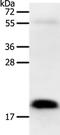 Pleiotrophin antibody, PA5-50567, Invitrogen Antibodies, Western Blot image 