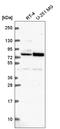 Kntc2 antibody, HPA066330, Atlas Antibodies, Western Blot image 