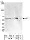 Serine/threonine-protein kinase 4 antibody, A300-465A, Bethyl Labs, Western Blot image 