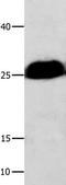 BCL2 Like 1 antibody, TA323213, Origene, Western Blot image 