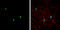 Neurogenin 1 antibody, GTX134080, GeneTex, Immunocytochemistry image 