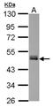 Family With Sequence Similarity 98 Member B antibody, NBP2-16426, Novus Biologicals, Western Blot image 