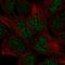 Homeobox protein engrailed-2 antibody, HPA045646, Atlas Antibodies, Immunocytochemistry image 