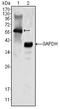 Megakaryocyte-Associated Tyrosine Kinase antibody, AM06369PU-N, Origene, Western Blot image 
