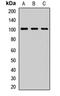 P53-Induced Death Domain Protein 1 antibody, orb412315, Biorbyt, Western Blot image 