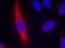 NOS1 antibody, GTX50497, GeneTex, Immunocytochemistry image 