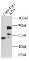 Glutaminase antibody, FNab04518, FineTest, Immunoprecipitation image 