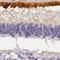 Bestrophin-1 antibody, HPA057464, Atlas Antibodies, Immunohistochemistry frozen image 