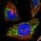 Mitochondrial Ribosomal Protein L38 antibody, HPA023054, Atlas Antibodies, Immunocytochemistry image 