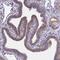 Leucine-rich repeat LGI family member 4 antibody, HPA043556, Atlas Antibodies, Immunohistochemistry frozen image 