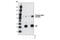 WEE1 G2 Checkpoint Kinase antibody, 4910T, Cell Signaling Technology, Immunoprecipitation image 