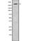 Serine/arginine repetitive matrix protein 2 antibody, abx218767, Abbexa, Western Blot image 