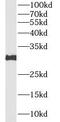 C11 antibody, FNab03737, FineTest, Western Blot image 