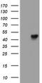 Leucine Rich Repeat Containing 25 antibody, LS-C174039, Lifespan Biosciences, Western Blot image 