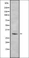 40S ribosomal protein S2 antibody, orb378401, Biorbyt, Western Blot image 
