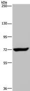 Zinc Finger CCCH-Type Containing 12A antibody, GTX02811, GeneTex, Western Blot image 