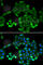 6-Pyruvoyltetrahydropterin Synthase antibody, A6306, ABclonal Technology, Immunofluorescence image 