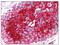 Basigin (Ok Blood Group) antibody, AM08322PU-N, Origene, Immunohistochemistry frozen image 