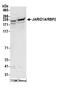 Lysine-specific demethylase 5A antibody, A300-897A, Bethyl Labs, Western Blot image 