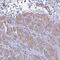 RLC antibody, NBP2-54719, Novus Biologicals, Immunohistochemistry paraffin image 