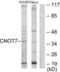 CCR4-NOT transcription complex subunit 7 antibody, LS-C119313, Lifespan Biosciences, Western Blot image 