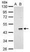 Wnt Family Member 9A antibody, GTX128110, GeneTex, Western Blot image 
