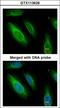 Argininosuccinate lyase antibody, LS-C186321, Lifespan Biosciences, Immunocytochemistry image 