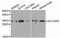 ADP/ATP translocase 1 antibody, MBS127693, MyBioSource, Western Blot image 