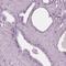  antibody, HPA029698, Atlas Antibodies, Immunohistochemistry frozen image 