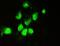 Docking Protein 7 antibody, A05165-1, Boster Biological Technology, Immunofluorescence image 