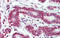 Ribosome Production Factor 1 Homolog antibody, orb324925, Biorbyt, Immunohistochemistry paraffin image 