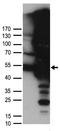 DExD-Box Helicase 39B antibody, TA890032S, Origene, Western Blot image 