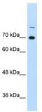 Interleukin Enhancer Binding Factor 3 antibody, TA345878, Origene, Western Blot image 