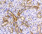ATP Citrate Lyase antibody, 13-913, ProSci, Immunohistochemistry frozen image 
