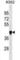 Leukocyte immunoglobulin-like receptor subfamily A member 6 antibody, abx030798, Abbexa, Western Blot image 