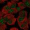 LAG1 longevity assurance homolog 6 antibody, HPA063527, Atlas Antibodies, Immunocytochemistry image 