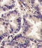 Vascular Endothelial Growth Factor C antibody, abx031500, Abbexa, Immunohistochemistry frozen image 