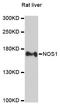 Nitric Oxide Synthase 1 antibody, A1485, ABclonal Technology, Western Blot image 