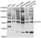 Signal Transducer And Activator Of Transcription 4 antibody, abx005299, Abbexa, Western Blot image 