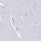 Myosin IF antibody, HPA055242, Atlas Antibodies, Immunohistochemistry frozen image 