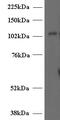 Unc-13 Homolog D antibody, PA5-18550, Invitrogen Antibodies, Western Blot image 