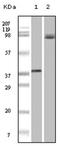 B-Raf Proto-Oncogene, Serine/Threonine Kinase antibody, AM06152SU-N, Origene, Western Blot image 