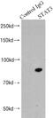 STAT3 antibody, FNab08300, FineTest, Immunoprecipitation image 
