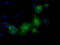 PK1 antibody, LS-C115402, Lifespan Biosciences, Immunofluorescence image 